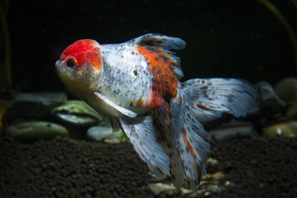 Pets Ornamental Fish Goldfish