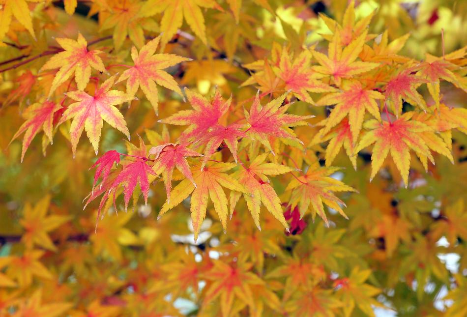 Maple Leaves Autumn