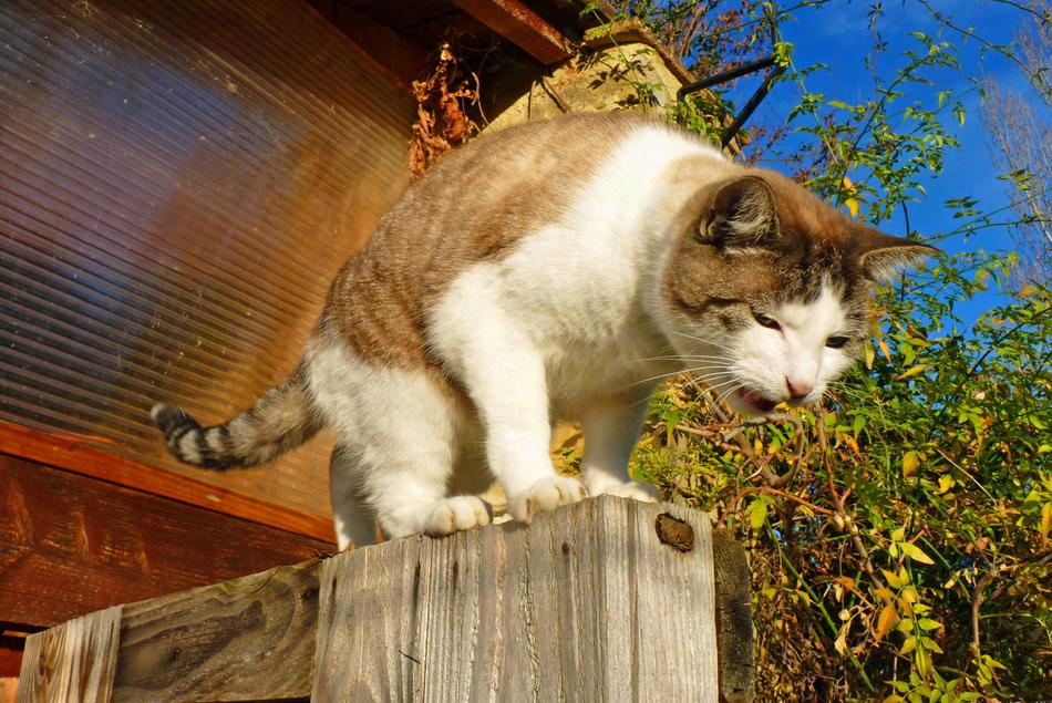 domestic cat on a wooden fence on a sunny day