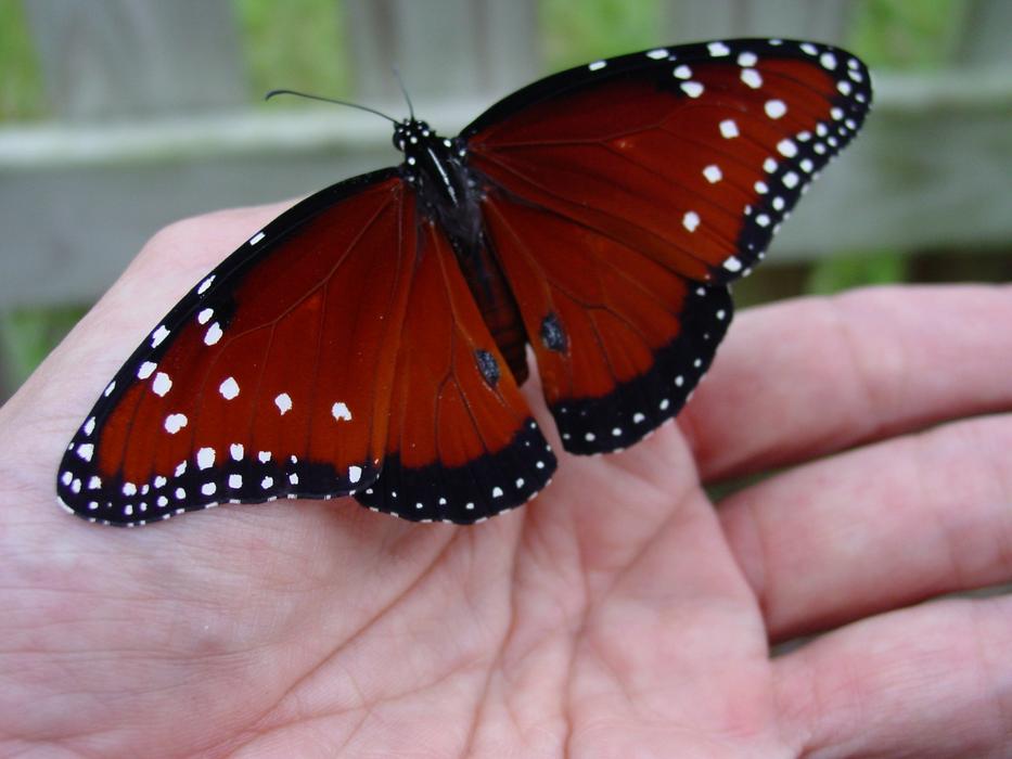 Butterfly Hand Garden Emerge