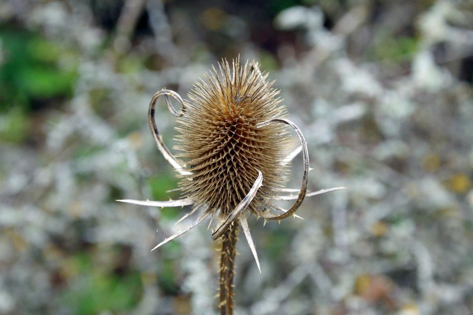 Thistle Autumn Brown
