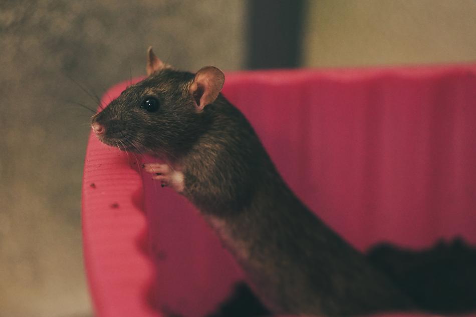 a cute mouse on a red background