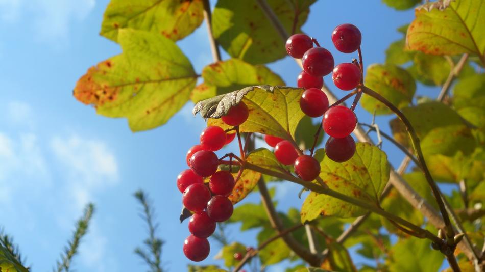 red berries on a branch with leaves