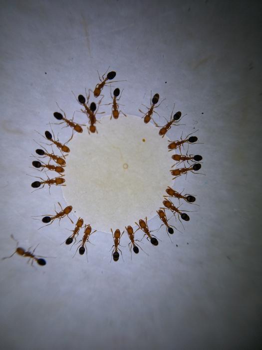 Macro Photography Ant