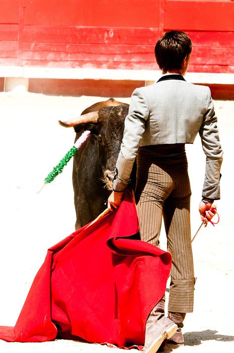 Bolsin Bullfight Bull