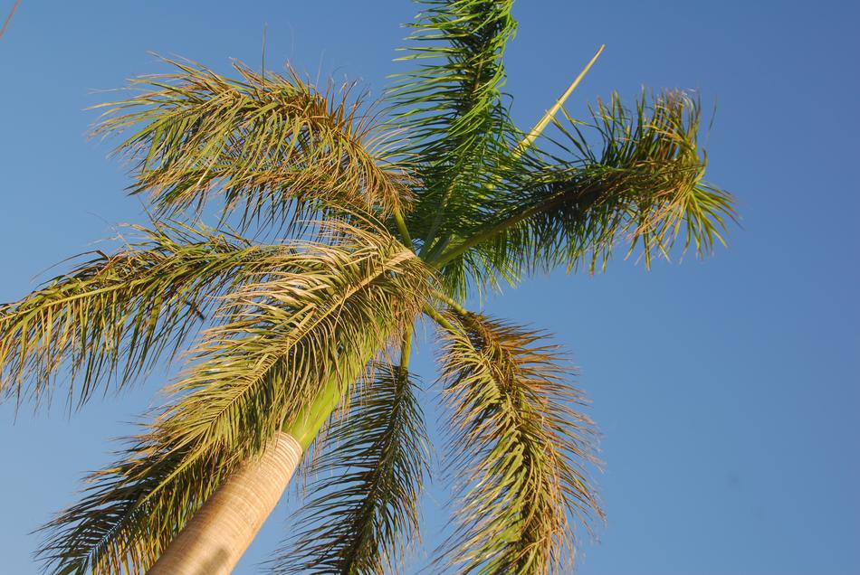 Tropical Tree Blue