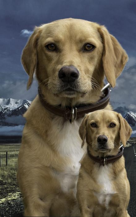 pedigree dogs as digital art