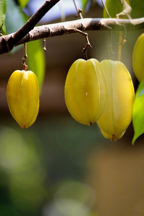 fresh fruit on a tree