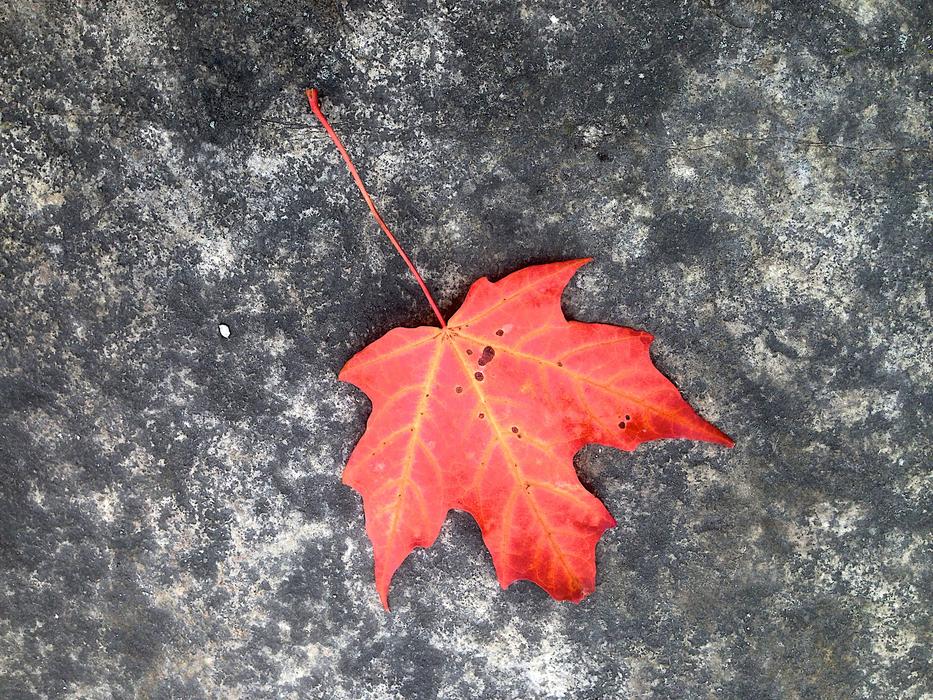 fall leaf on the ground
