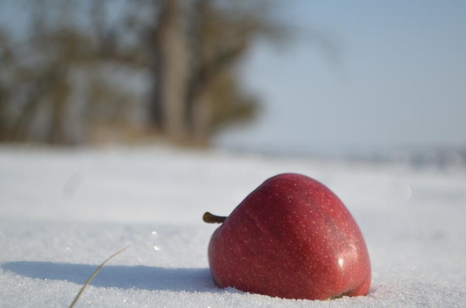 red apple in the snow