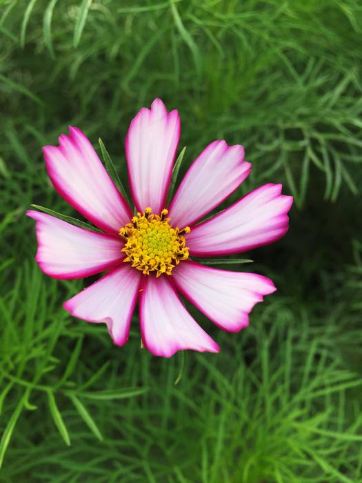 a beautiful flower in the green grass