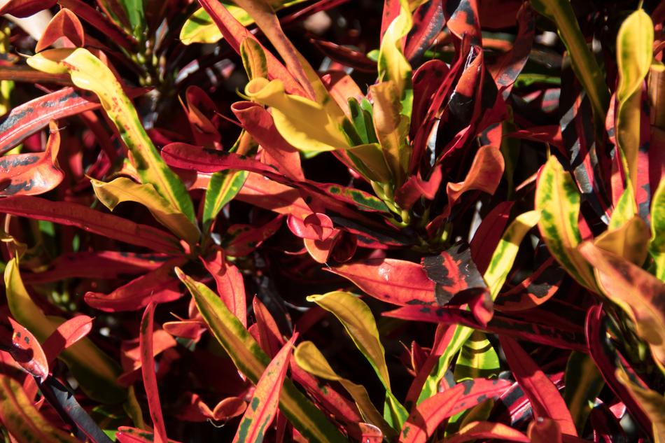 Croton Shrub Leaves