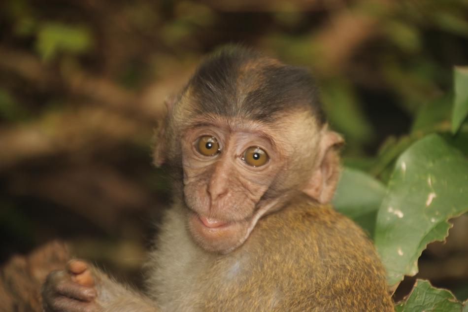 Monkey Baby Child