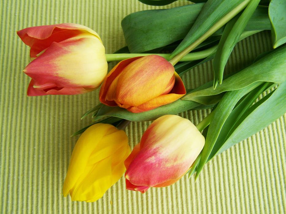 beautiful tulips on the table