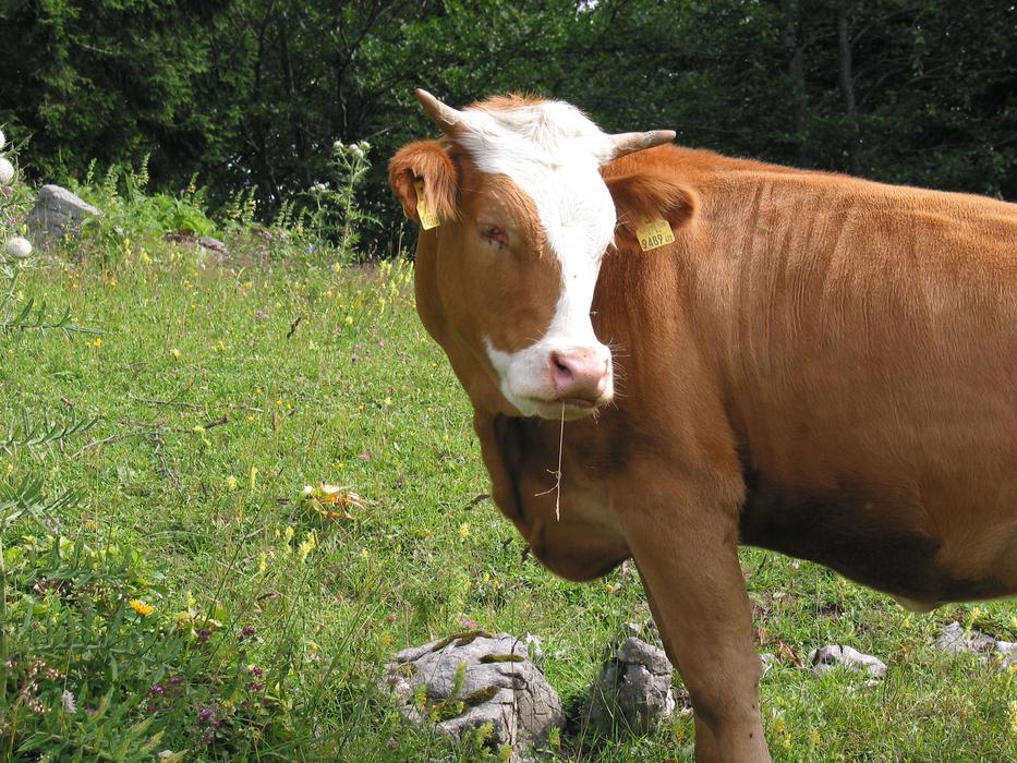 Animals Cows Agriculture