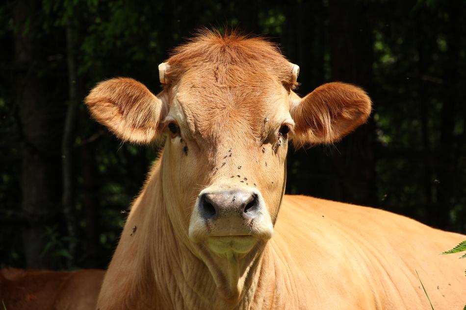 cow with little horns