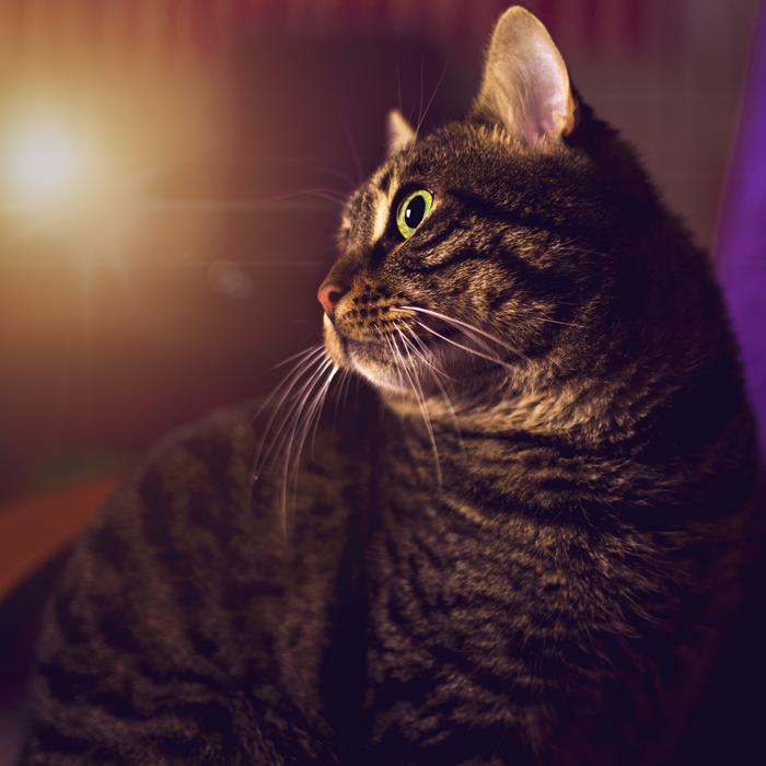 Beautiful, cute and colorful cat in light, in Ä°stanbul, Turkey