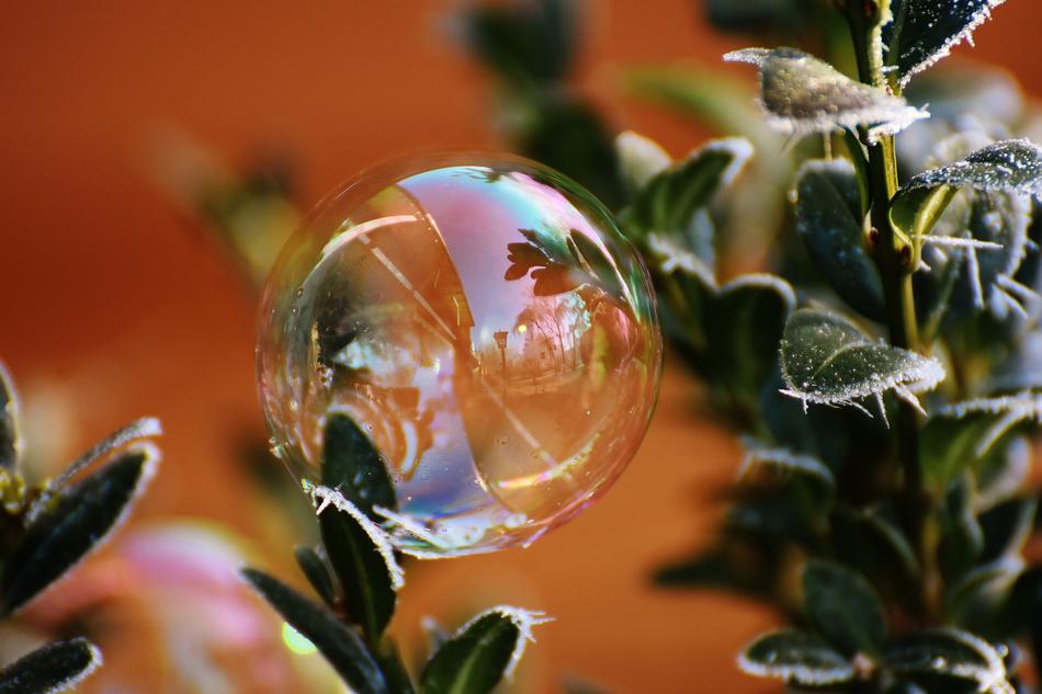 The bubble on the plants is beautiful.