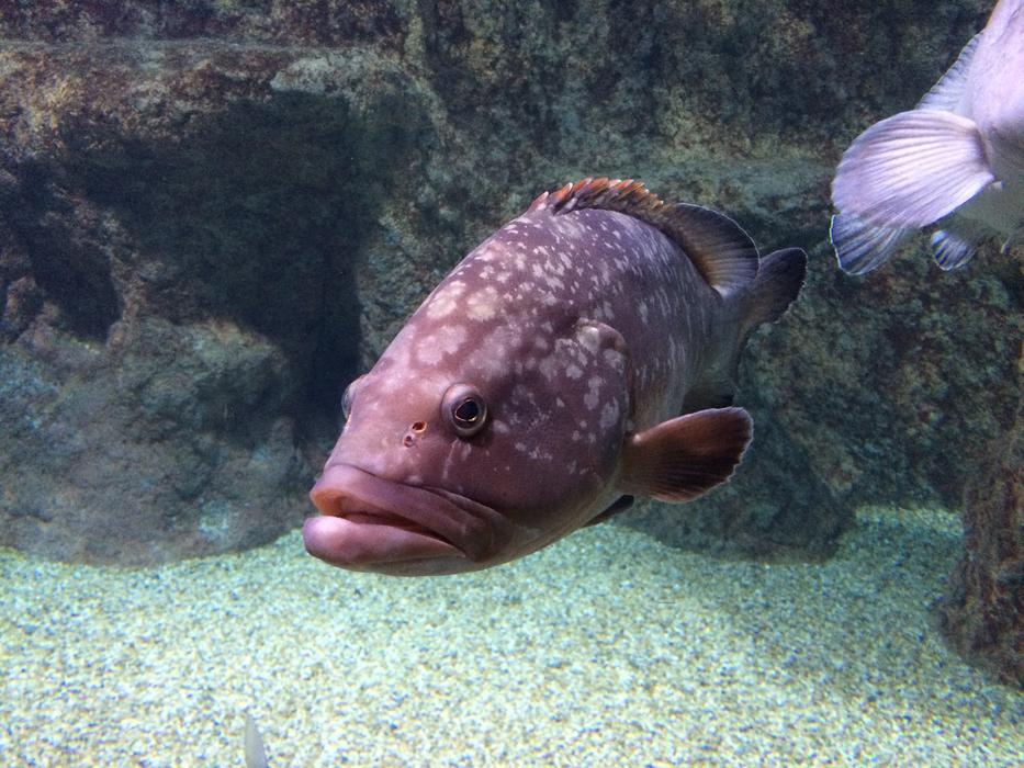 Fish Aquarium