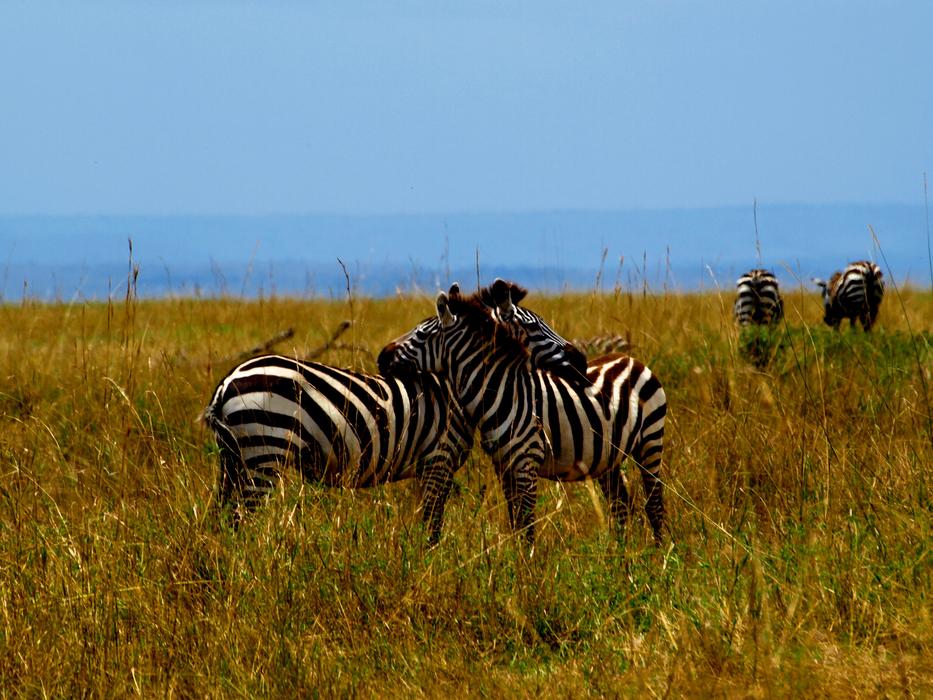 Zebra Africa