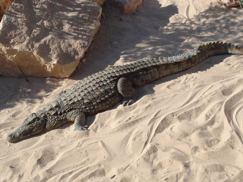 Crocodile Alligator Reptile