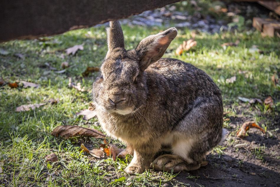 rabbit on green grass under the sun