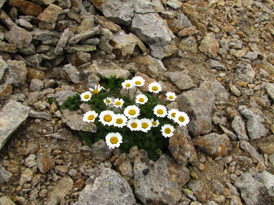 Flowers Chamomile Stones