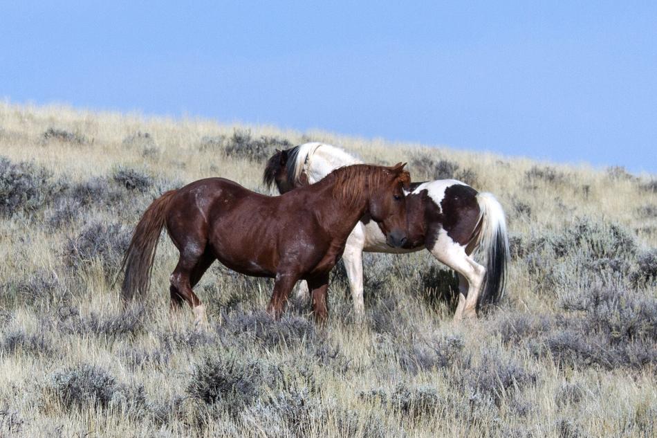 Wild Horses Mustangs