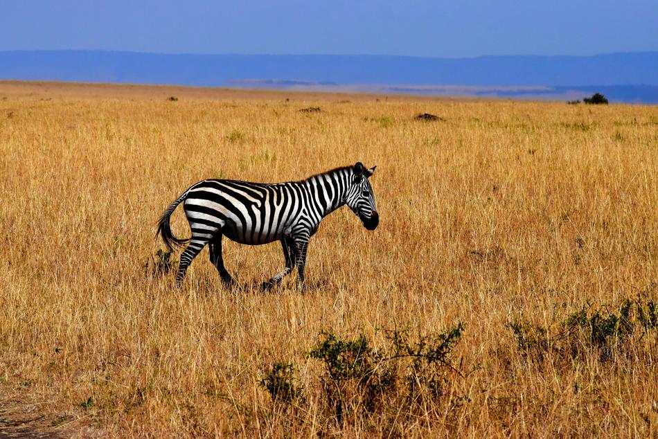 Zebra Wildlife Africa