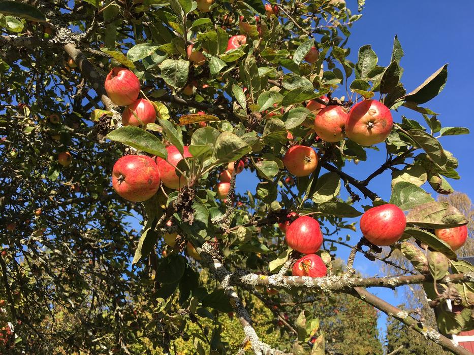 Apple Tree Autumn