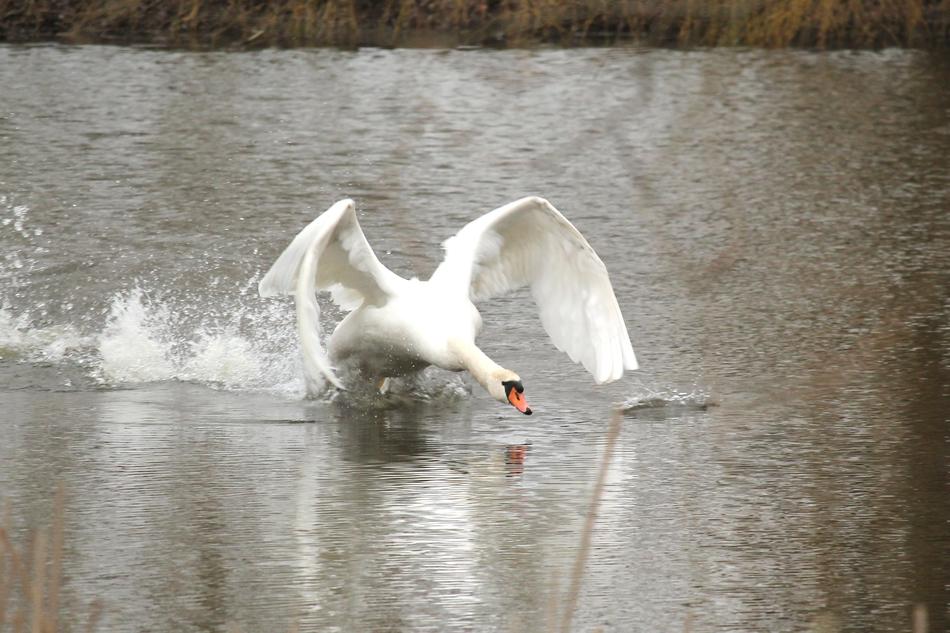 Water Swan Bird at lake