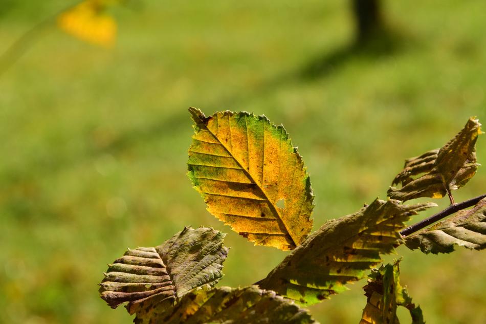 dry leaves on a tree in the park