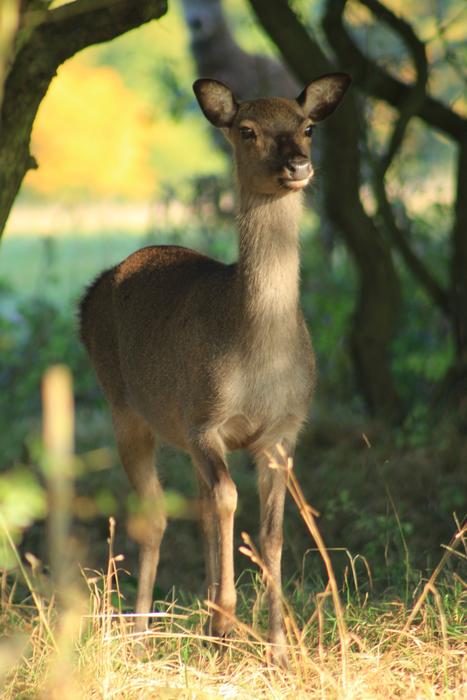 Fawn Wildlife