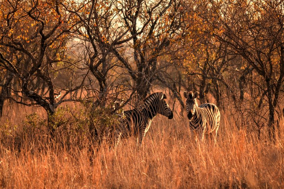 Africa Sun Wild Life Zebras
