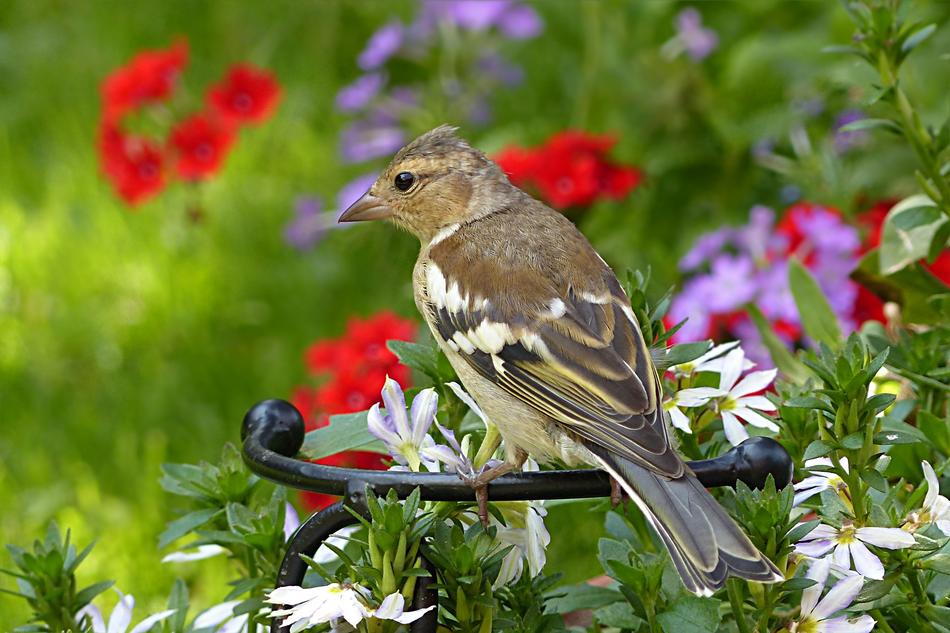 l Bird Buchfink Young