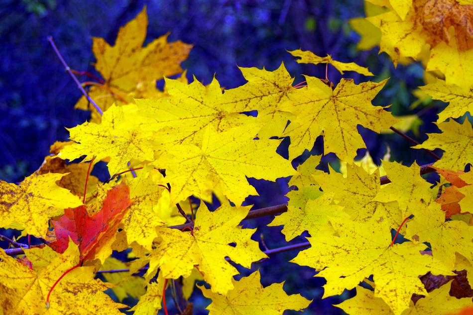 yellow fall foliage composition