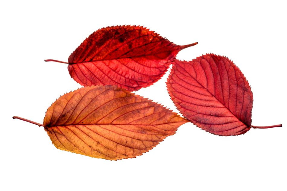 red leaves on a white background