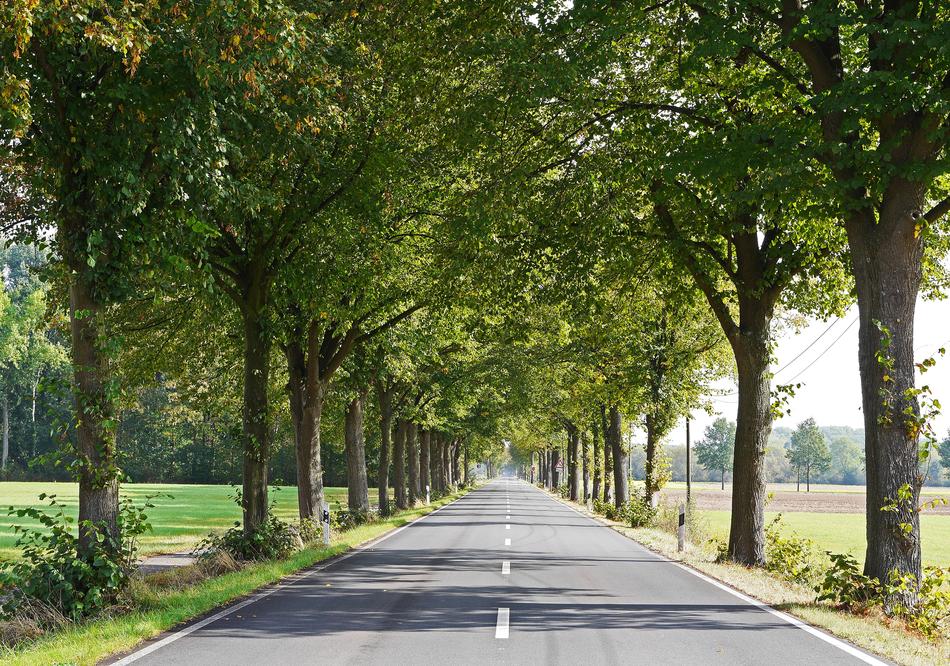 Road Lindenallee Münsterland