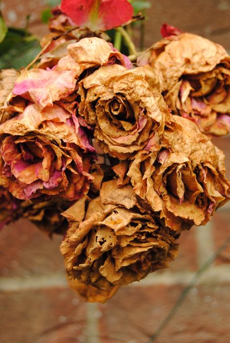 dried forgotten flowers
