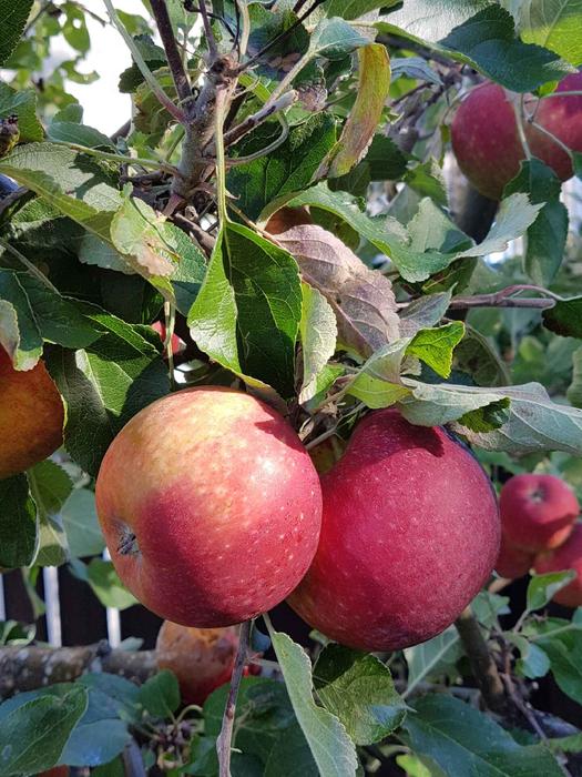 Red Apple Autumn