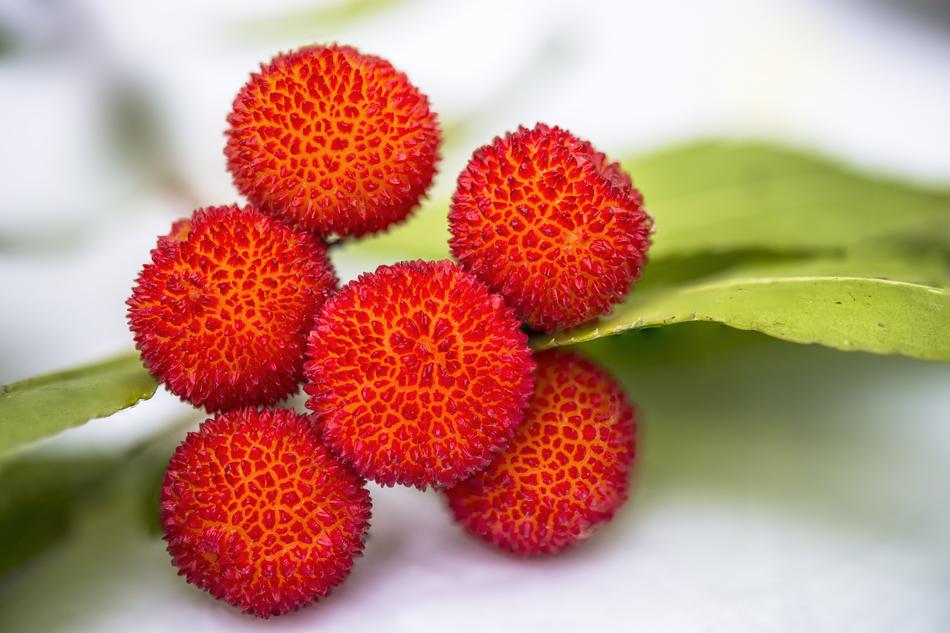 Arbutus Fruit Lychee
