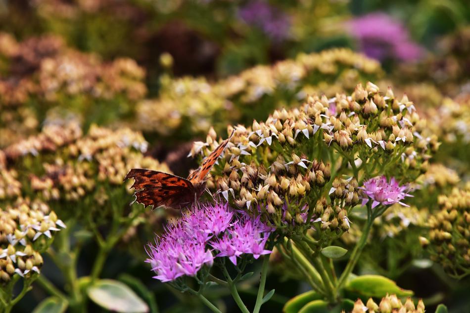 beautiful flowers landscape