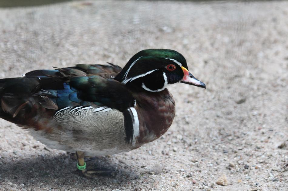 Wood Duck Karolinka Aix