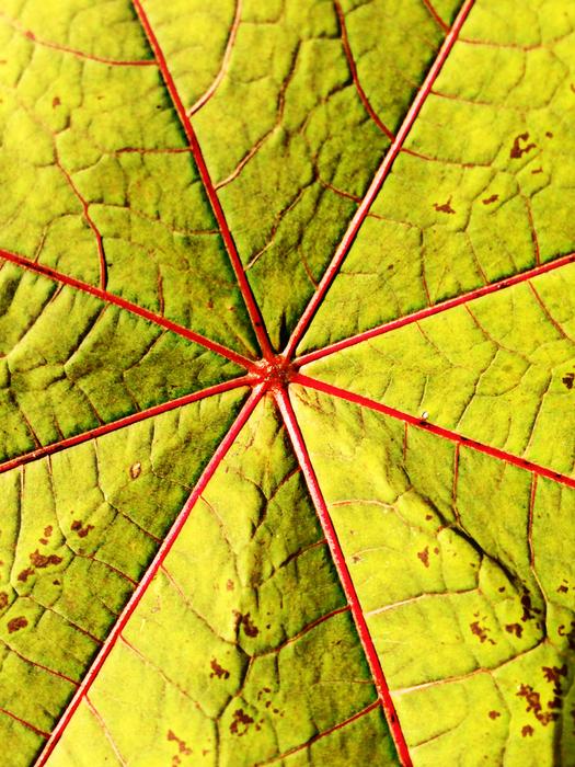 Leaf Gourd Wonder Tree