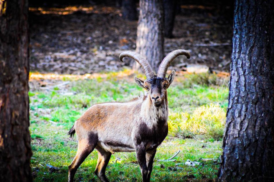 Goat Natural Park Sierra