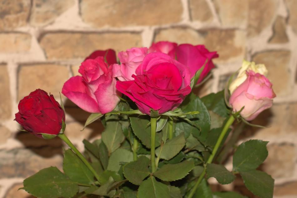 Roses Red Rose