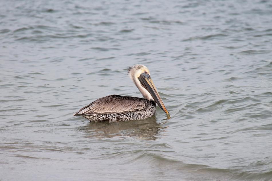 the pelican floats on the water
