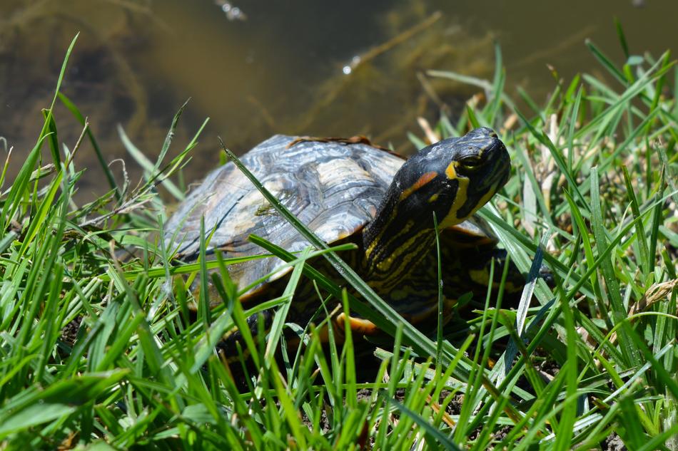 Cute and beautiful, colorful, patterned turtle, on the green grass, near the water