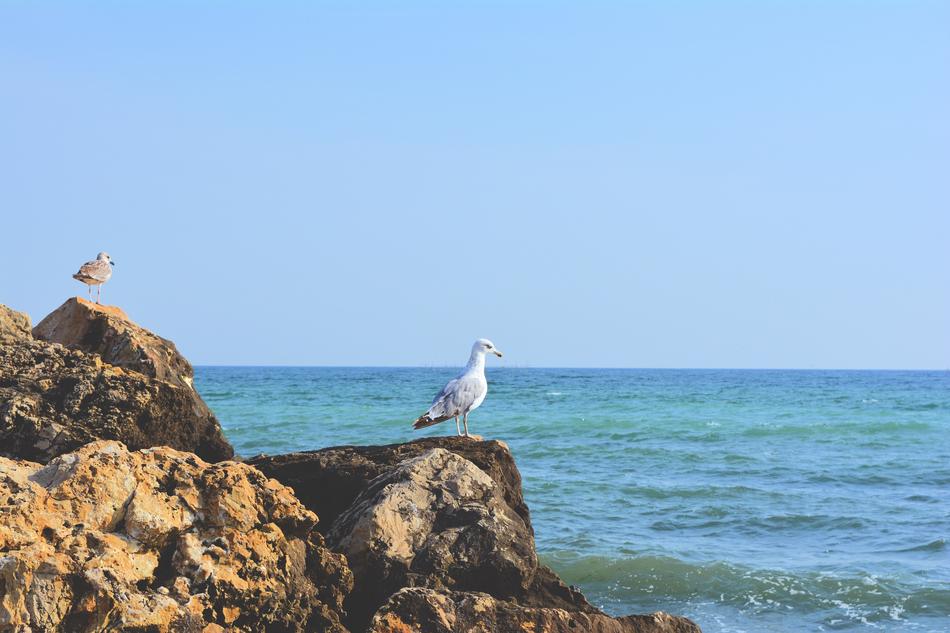 stone cliffs by the sea with a bird