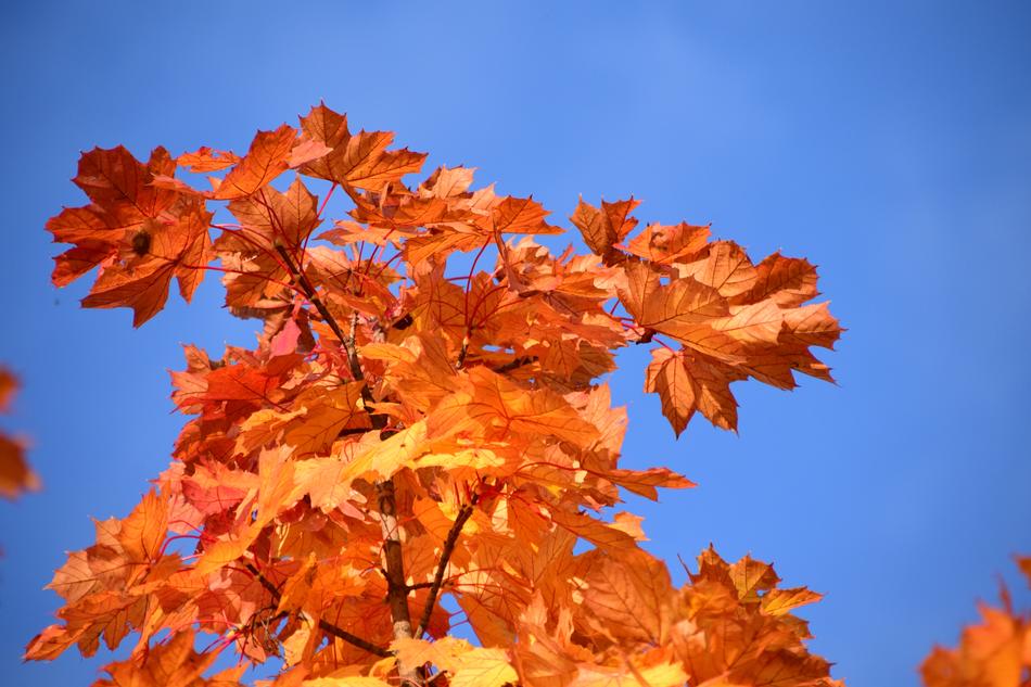 Leaves Yellow Autumn Fall